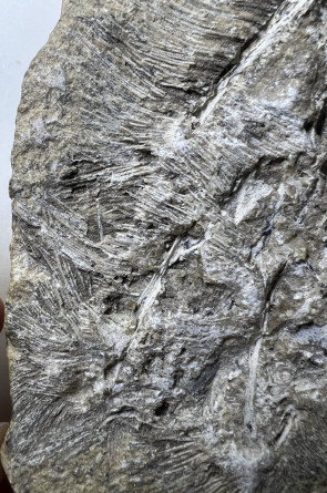 Detalhes dos dentes preservados dos pterossauros(Foto: Aline Ghilardi)