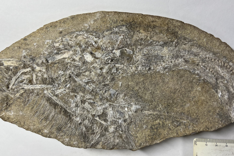 Uma das contrapartes do holótipo do Bakiribu. À esquerda, dentes e partes da mandíbula de dois pterossauros; à direita, o fóssil de peixes não digeridos(Foto: Aline Ghilardi)