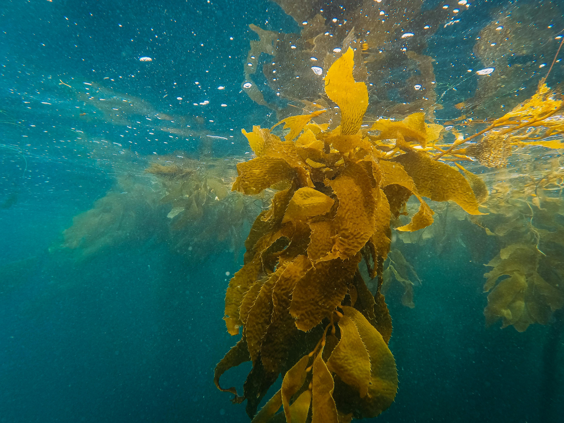 O kelp é um grupo de algas pardas gigantes, formado por diversas espécies que, juntas, criam ecossistemas comparáveis às florestas terrestres (Foto: Pexels/Kindel Media)