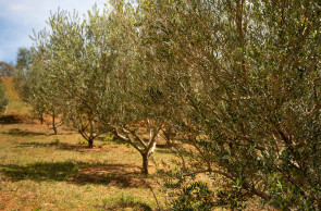 Visita ao Olival Gamarra, em Minas Gerais
