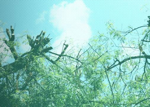 CAPA - ÁREAS VERDES - 6