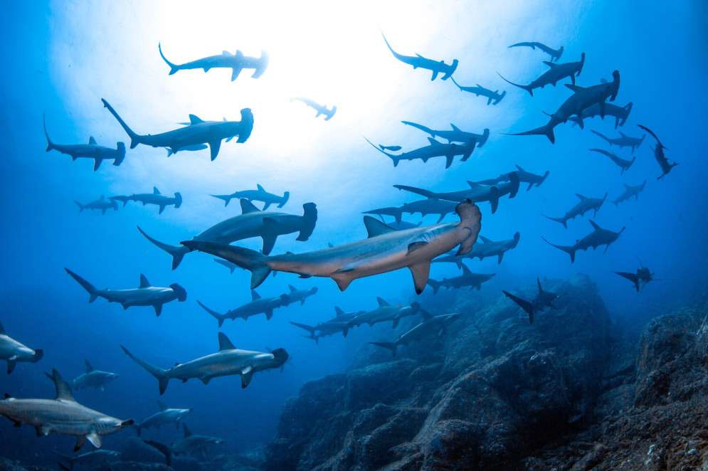  (Foto: Masayuki Agawa / Ocean Image Bank)