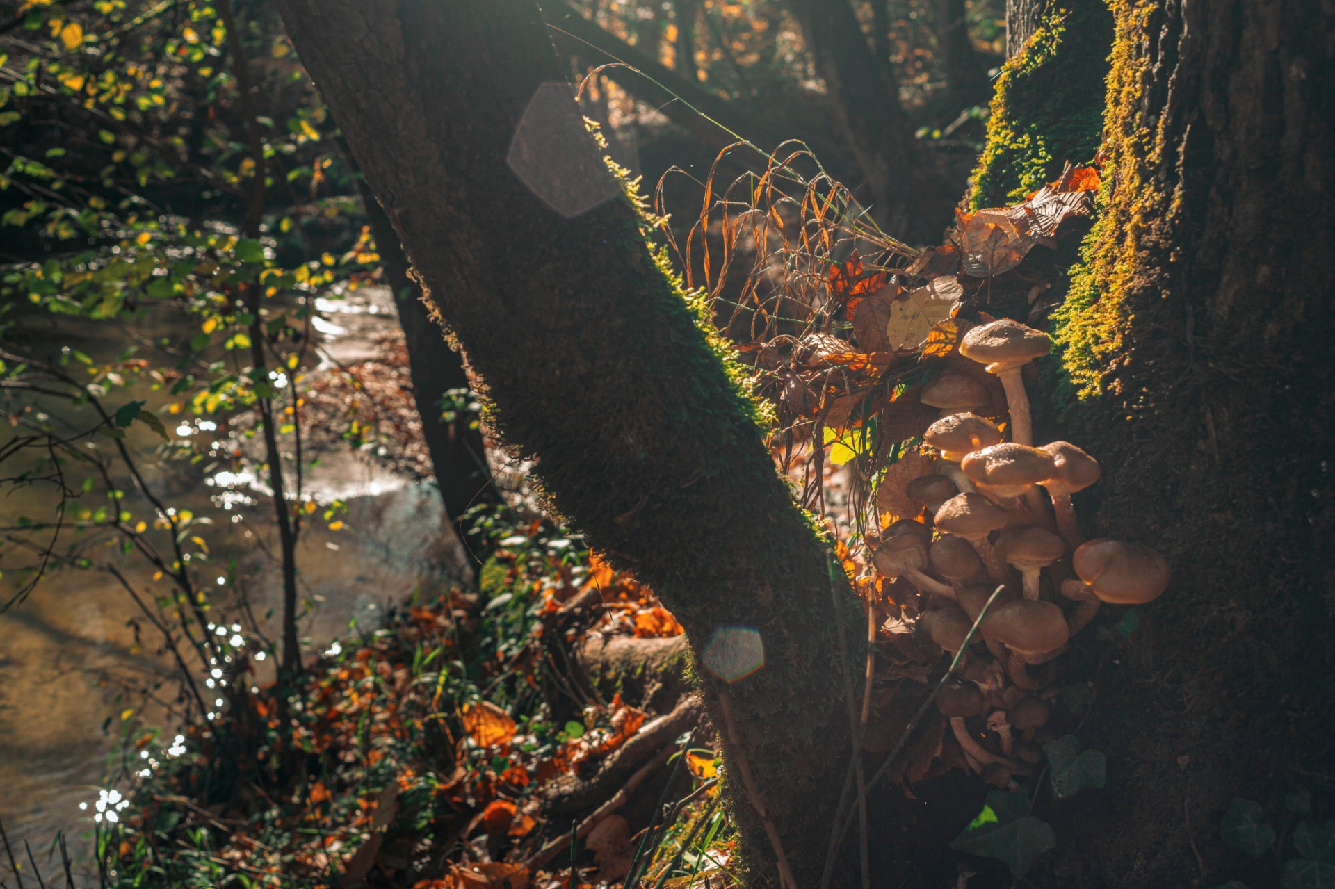 ￼O micélio é uma rede de hifas fúngicas que se estende pelo solo (Foto: Adobe Stock )