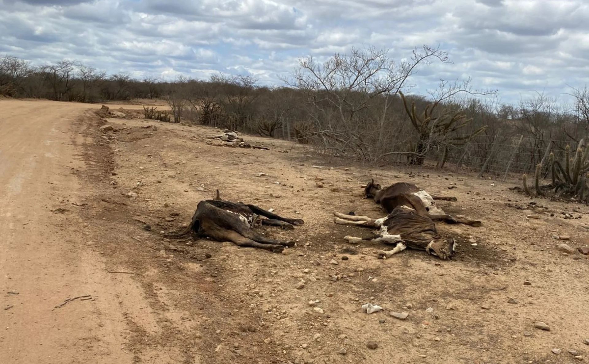 ￼REGISTRO de gado morrendo de fome na região jaguaribana por conta da estiagem (Foto: Júnior Cabó/Divulgação)