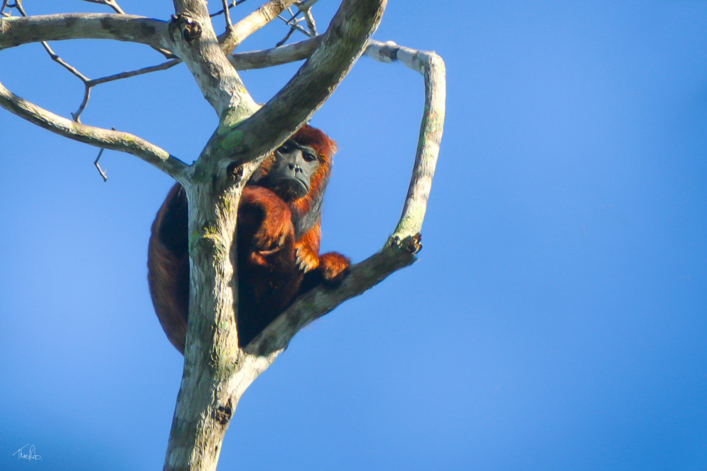Um macaco guariba-da-caatinga, de pelagem densa e marrom-avermelhada, est&aacute; sentado no alto de um tronco seco contra um c&eacute;u azul vibrante. Ele olha diretamente para a frente com uma express&atilde;o s&eacute;ria, destacando sua face escura e nua.