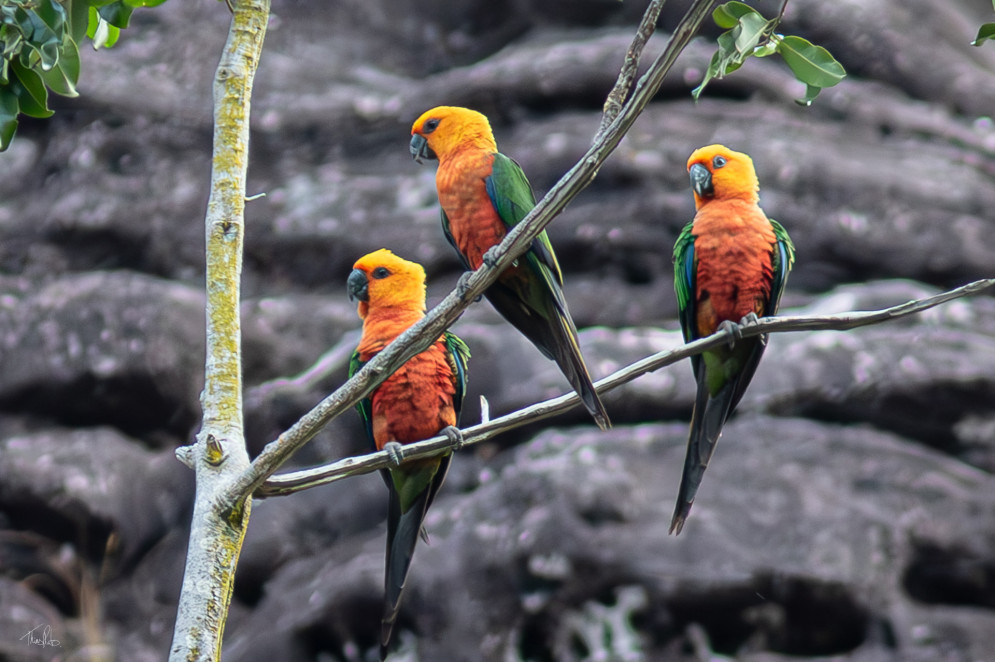 Grupo de jandaias-verdadeiras (Aratinga jandaya) no Parque das Carna&uacute;bas(Foto: Thieres Pinto)
