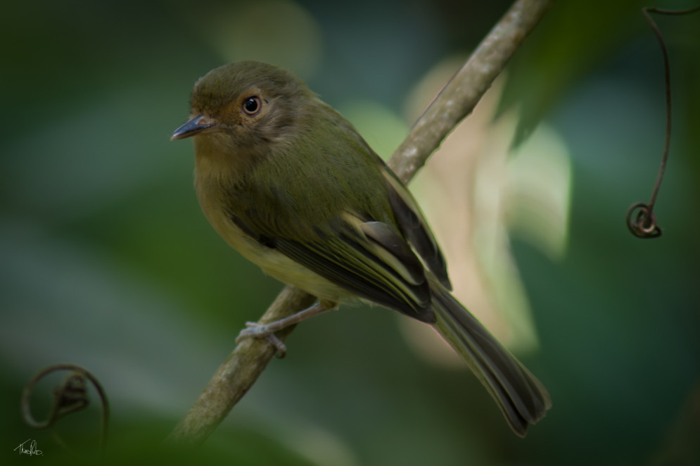 Uma pequena ave de plumagem predominantemente verde-oliva est&aacute; pousada em um galho fino inclinado, com o corpo voltado para a esquerda. Ela possui olhos grandes e escuros, um bico curto e reto, e o peito apresenta tons levemente amarelados contra um fundo verde suave e desfocado.