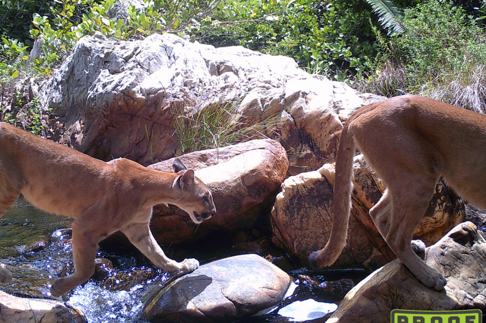Duas on&ccedil;as-pardas de pelagem bege caminham sobre pedras claras em um riacho. &Agrave; esquerda, uma on&ccedil;a se inclina para frente com foco, enquanto &agrave; direita, apenas a parte traseira e a cauda longa de outra on&ccedil;a s&atilde;o vis&iacute;veis.