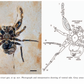  Cretapalpus vittari. Do latim 