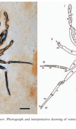 Cretapalpus vittari. Do latim creta ou giz e palpus para as aranhas com pés palpos. Vittari em homenagem a Pabllo Vittar, cantora e drag queen brasileira.(foto: Reprodução/Journal of Arachnology
)
