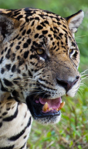 1. Onça-pintada <i>(Panthera onca)</i>