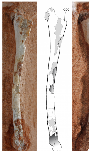 Parte da dúvida vem da análise dos fósseis do bichinho, ossos do esqueleto pós-cranial  e uma maxila com dentes.