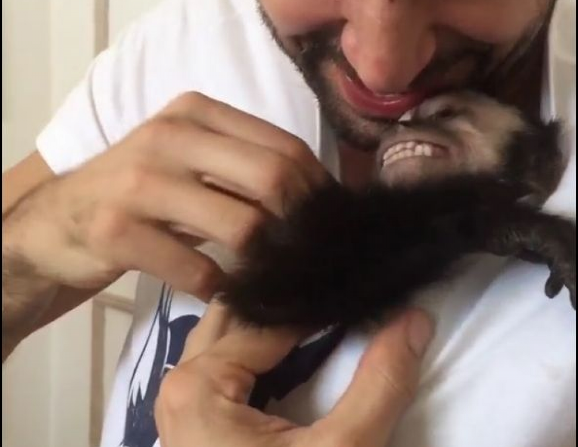 Macaco engraçado com um sorriso engraçado no zoológico