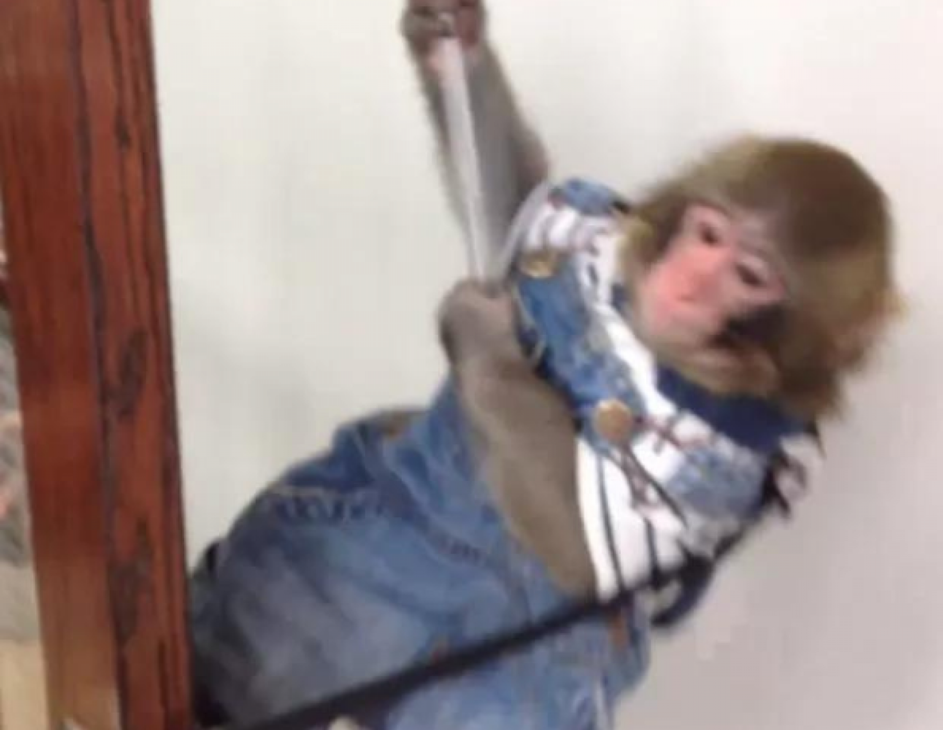 Macaco prego vestido com um macacão.