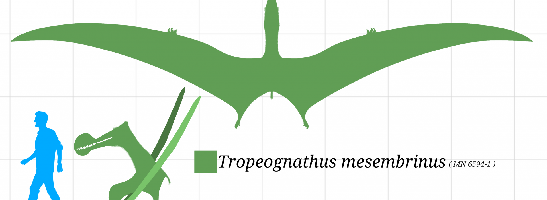 Diagrama de tamanho de Tropeognathus mesembrinus