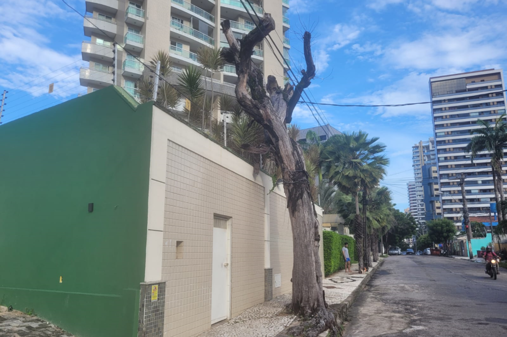 Árvore ameaça desabar na rua Gilberto Studart(Foto: Imagem enviada por leitor via Whatsapp)