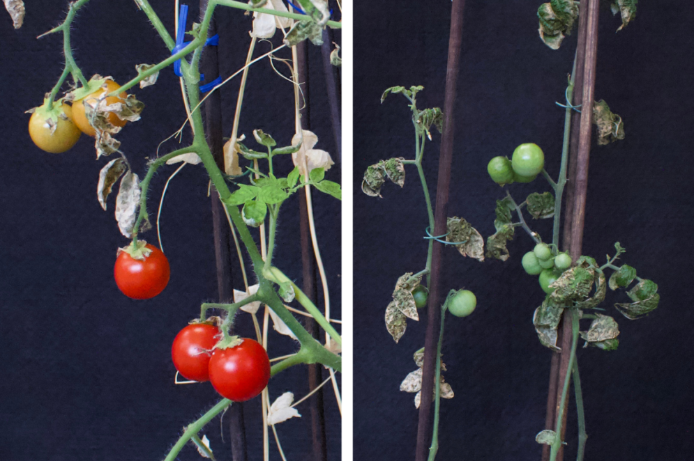 Comparação do tomate plantado em policultura (esquerda) e um tomate em monocultura (direita), ambas no mesmo tempo de crescimento(Foto: Rebeca Gonçalves / Arquivo pessoal)