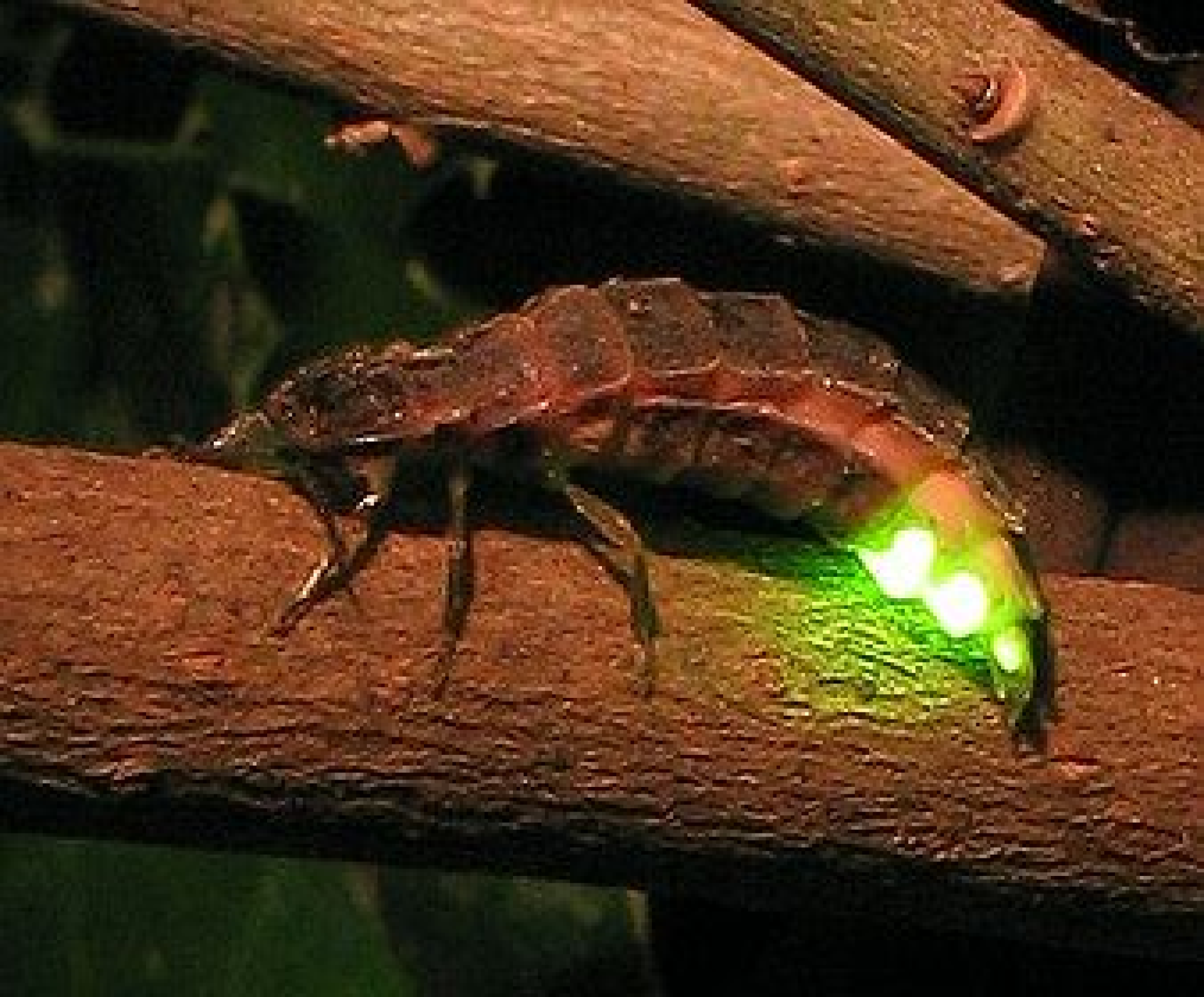 Vaga-lumes ou pirilampos (Foto: Wikipedia / Creative Commons)