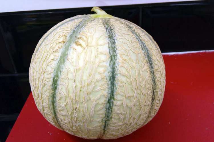 Meloas de Canteloupe  (Foto: Arquivo Pessoal)