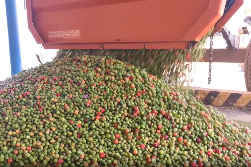 As principais culturas da Meri Pobo são acerola e mamão, que consolidam-se como pilares da produção da empresa(Foto: Reprodução/Meri Pobo Agropecuária)