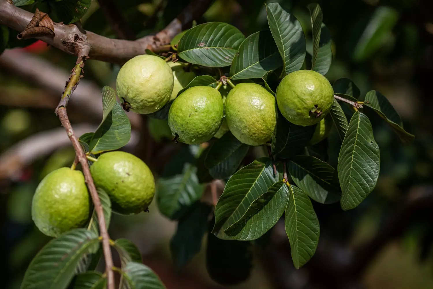 Goiabeiras, castanhas, doces, bolos, cajuínas. As memórias tem cheiro e sabor.(Foto: Reprodução: Wenderson Araujo)